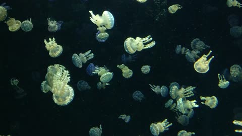 Jelly Fish