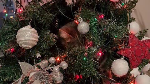 Cat Refuses to Leave Christmas Tree