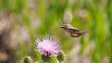 A butterfly absorbs nectar