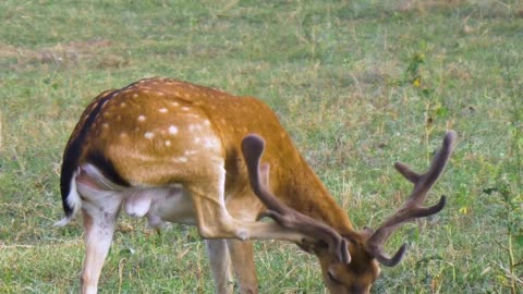 Deer In The Grassland