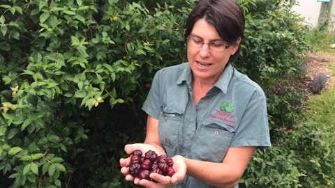 Brazilian Cherry - Black Beauty - Black Brazilian Cherry in Exclusion Orchard