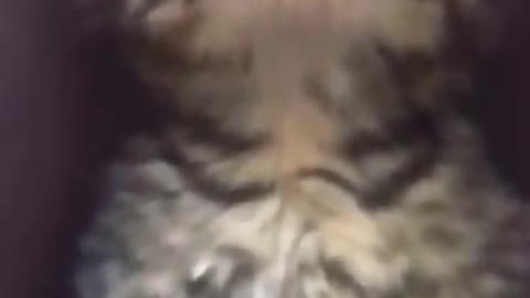 KUCING LUCU _ CUTE CAT #short #funny #shorts #video