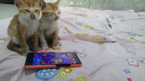 BABY CAT FUNY EARNING MUSIC VIDIO