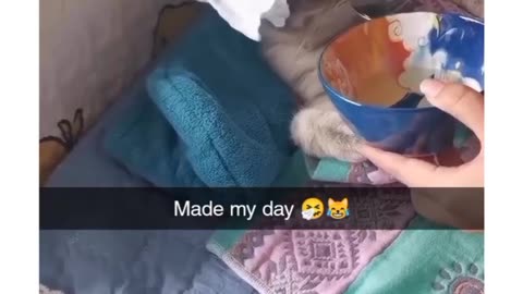 This Sick Cat make Funny Moments