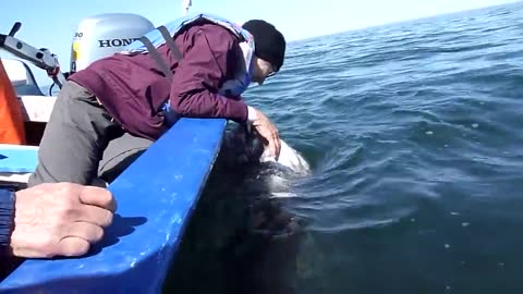 Friendly gray whales