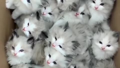 Cute cats Group 😍😍