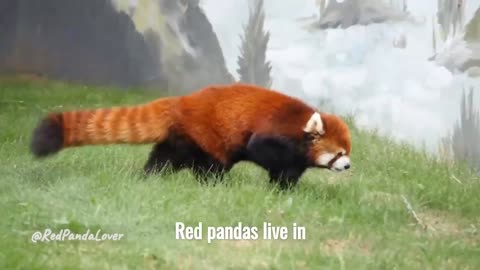 Red Panda - the Cutest Creature on Earth