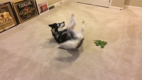 Siberian Husky has moment of insanity