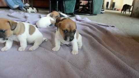 5 jack russell terriers puppies playing at 3 1/2 weeks old.