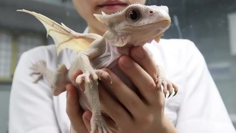 Baby Dragons: GMO or CGI?