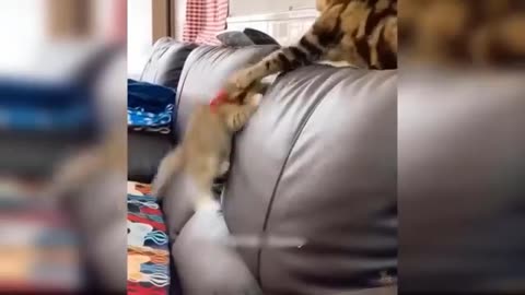 Funniest dog and cat video