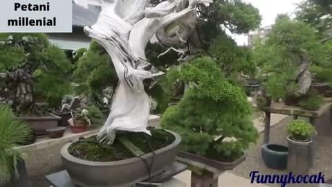 Bonsai in the world