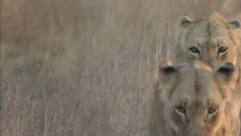 The Legendary Lions Fight Against Deadly Predators For Food