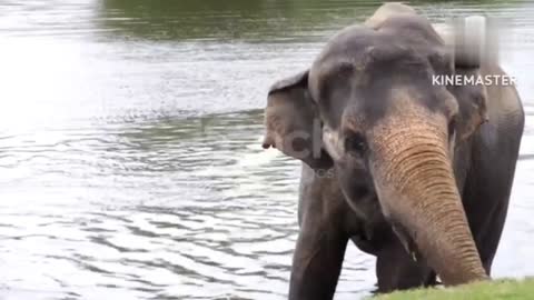 Elephant playing in water video, elephants spraying water