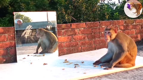 funny prank! monkey vs mirror!