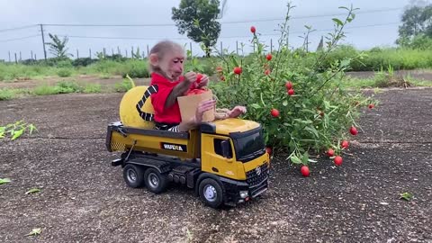 Monkey baby goes to harvest fruit on the farm2021