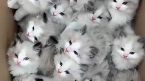 Cute cats