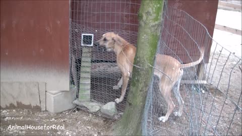 Great Dane pays the price for trying to play with barn cat