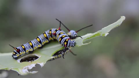 Caterpillar eating leaves