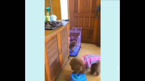 Adorable cat and dog behavior