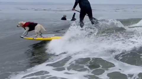 Surf's Up with the Cutest Pup! 🏄‍♂️🐾🐶