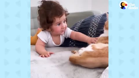 When Your Baby Falls In Love With Your Eight Rescue Cats | The Dodo Cat Crazy