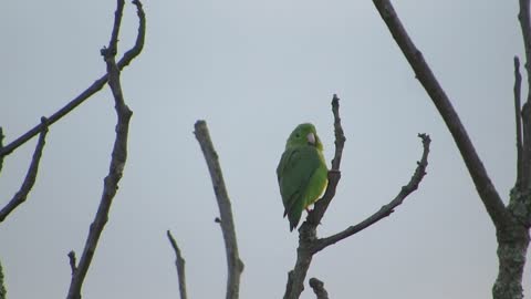 Fauna Parrot Perico Nature Armenia