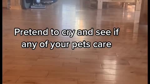 Do Pets Care If You Cry?