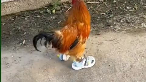 So Funny 🤣🤣🤣🤣 #cute #animals #hen