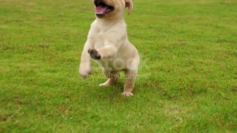 Dog Running on grass land video