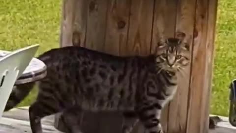 Funny animal videos