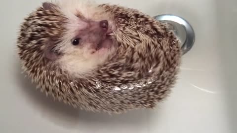 Hedgehog Boat