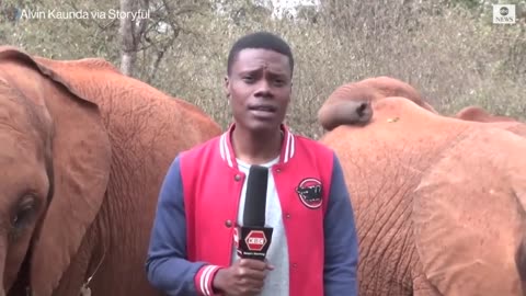 Baby elephant interrupts reporter's piece to camera