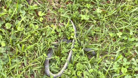 Snake eat snake this is amazing