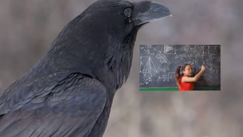 Mind blowing facts of a Crows.