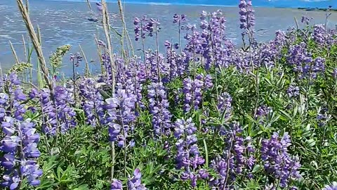 July 21st on the Homer Spit in Alaska a beautiful 70-degree sunny day.