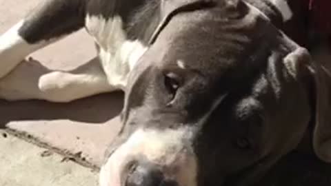 Lazy pitbull puppy sunbathing on a Sunday morning