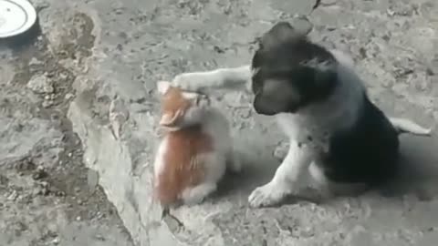 Puppy strokes kitten