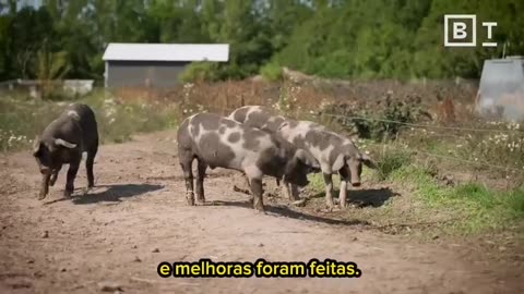 Perturbando a indústria de produção animal _ Peter Singer