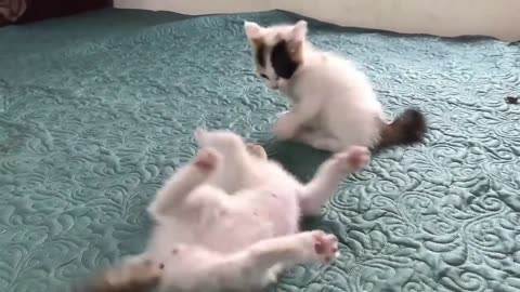 Cute Kittens - Funny and Cute Cat Videos