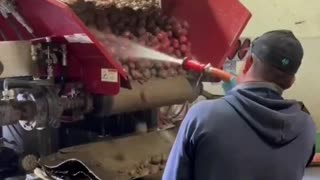 Potatoes Painted Red Because They Sell for More $$$