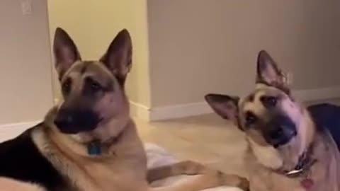 Answer a Phone And Use all your Favorite Dog's Words Adorable Reaction of Shepherd #germanshepherd