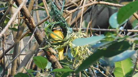 Weaver Bird Building A Nest