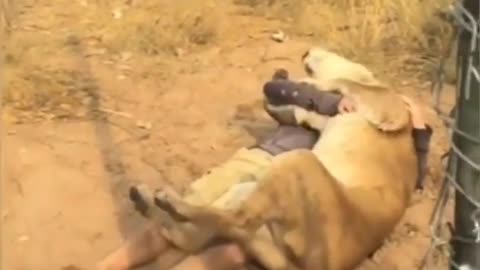 Pushy cat & pet Lions amazing video। #Wohanimals #cute animals #amazing videos