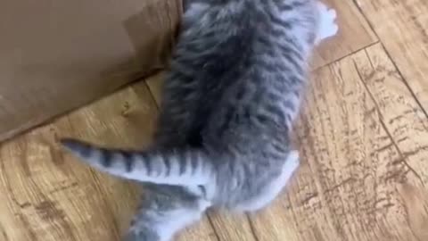 Is kitten Mimi doing exercise?