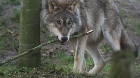 Clever Fox: Playful Moments with a Stick