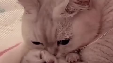 Cute kitten tried to give sibling love to a puppy ♥