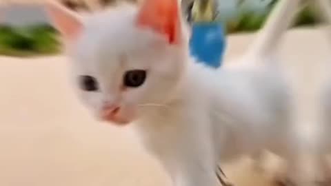 Beautiful white Cat with Parrot