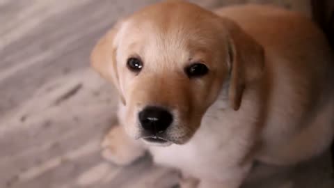 Labrador retriever Puppy 35 days old - lab small baby puppies