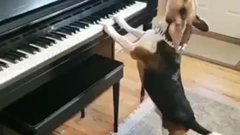 Funny dog playing the piano and singing